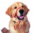 Halti headcollar
