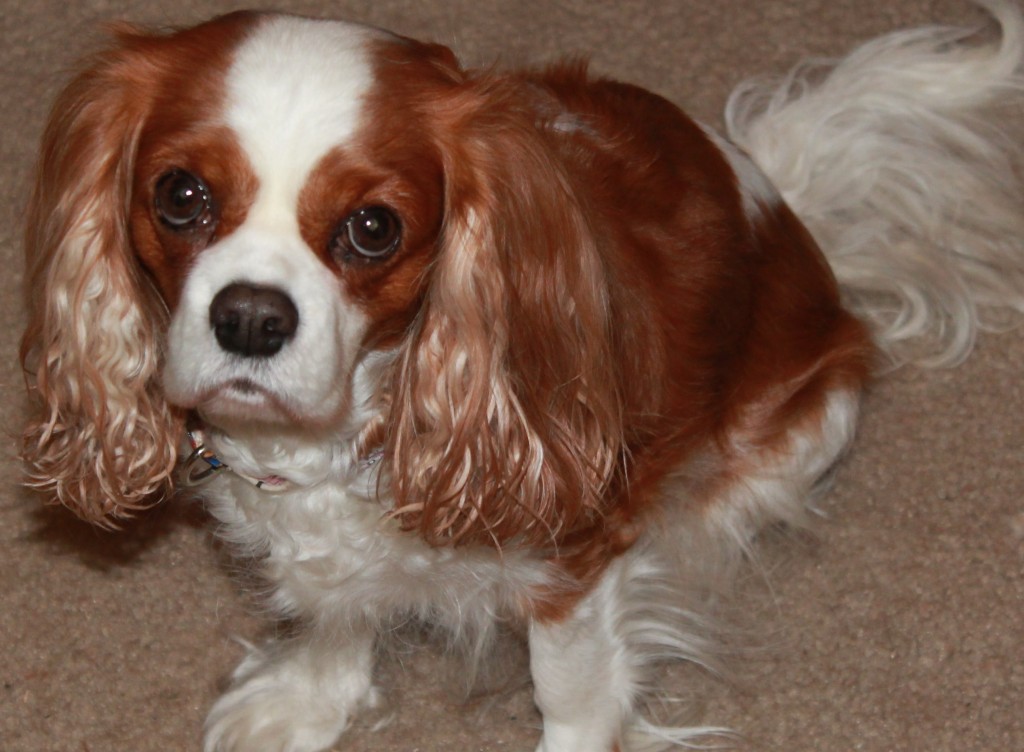 Cavalier King Charles Spaniel