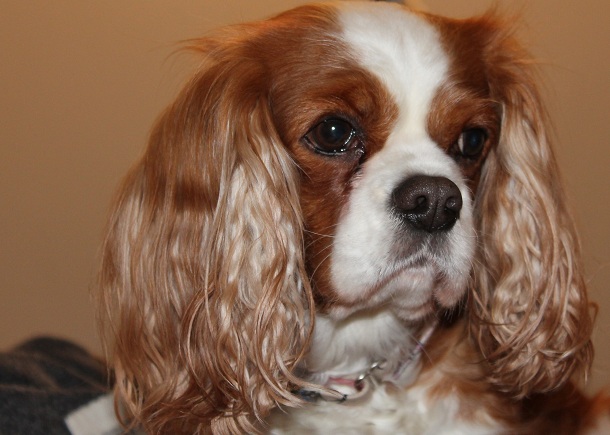 Cavalier King Charles Spaniel