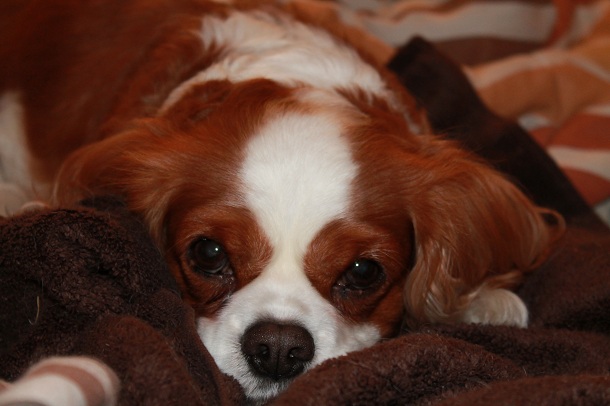 Cavalier  King Charles Spaniel
