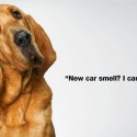 Dogs are Family Subaru Dog Tested Dog Approved