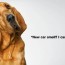 Dogs are Family Subaru Dog Tested Dog Approved