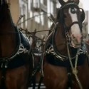 Budwiser Super Bowl Commercial Baby Clydesdales