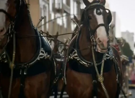 Budwiser Super Bowl Commercial Baby Clydesdales
