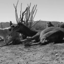 A girl a dog and a camel