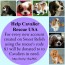 Cavalier Rescue USA