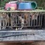 Dog Meat Factory Raided