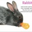 Rabbits need Special Care