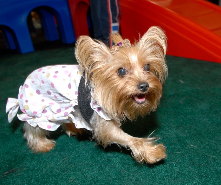 SuperPetExpo Best Dressed Pets SuperPetExpo Best Dressed Pets