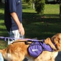 National Service Dogs