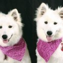 missing dogs Ava and Snowdot