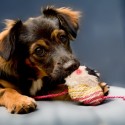 Dog Eating a Shoe