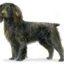 Boykin Spaniel Dogs