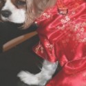 Do you dress your dogs - cick through to join the conversation