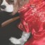 Do you dress your dogs - cick through to join the conversation