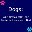 Dogs Antibiotics Kill Good Bacteria Along with Bad