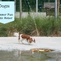 Dogs Summer Fun with Water - tons of fun dog videos