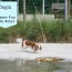 Dogs Summer Fun with Water - tons of fun dog videos