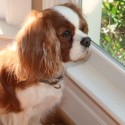 Indiana looking out a window