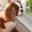 Indiana looking out a window