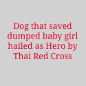 Thai Dog Saves Baby