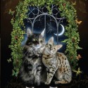 The Chronicals of Zee and Zoey