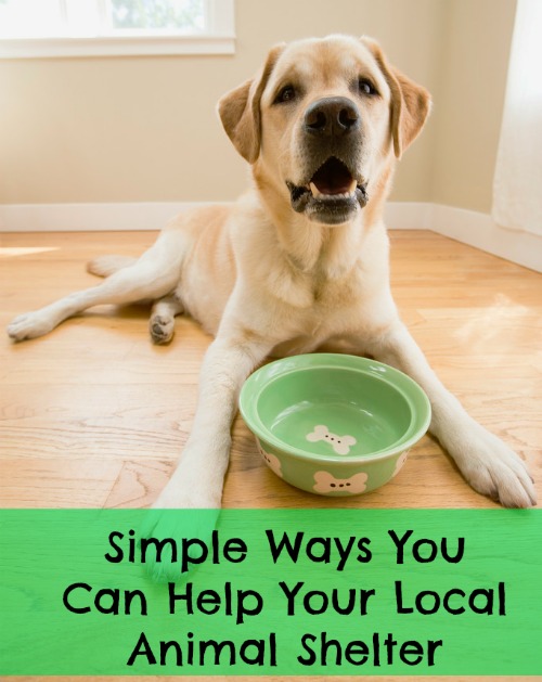 Yellow dog in front of an empty bowl with the text: simple ways you can help your local animal shelter