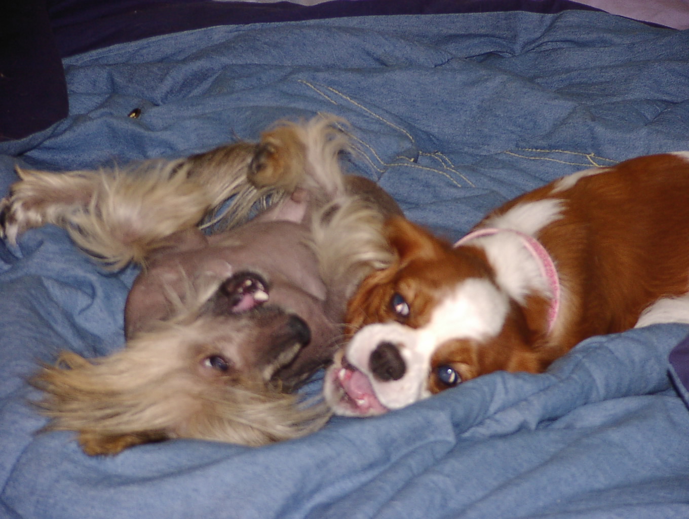 can a cavalier king charles spaniel and a chinese crested dog be friends