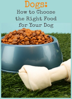 Dogs: How to Choose the Right Food for Your Dog