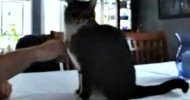 smartest cat in the world