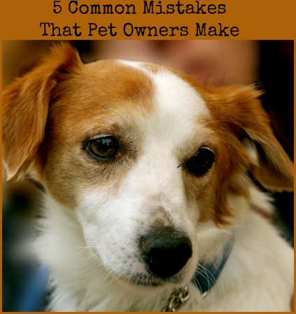 5 Common Pet Owner Mistakes