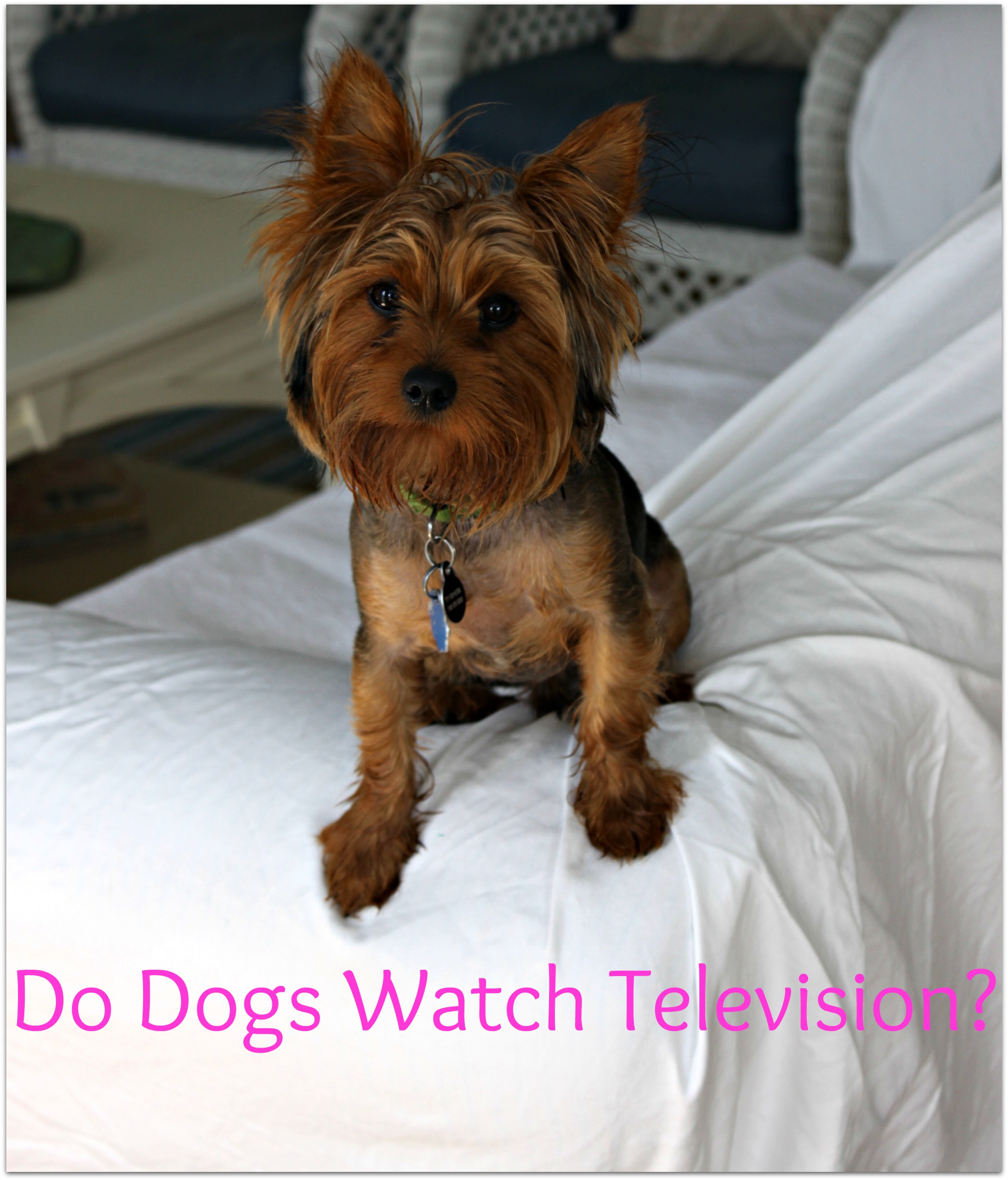 Do Dogs Watch Television Two Little Cavaliers