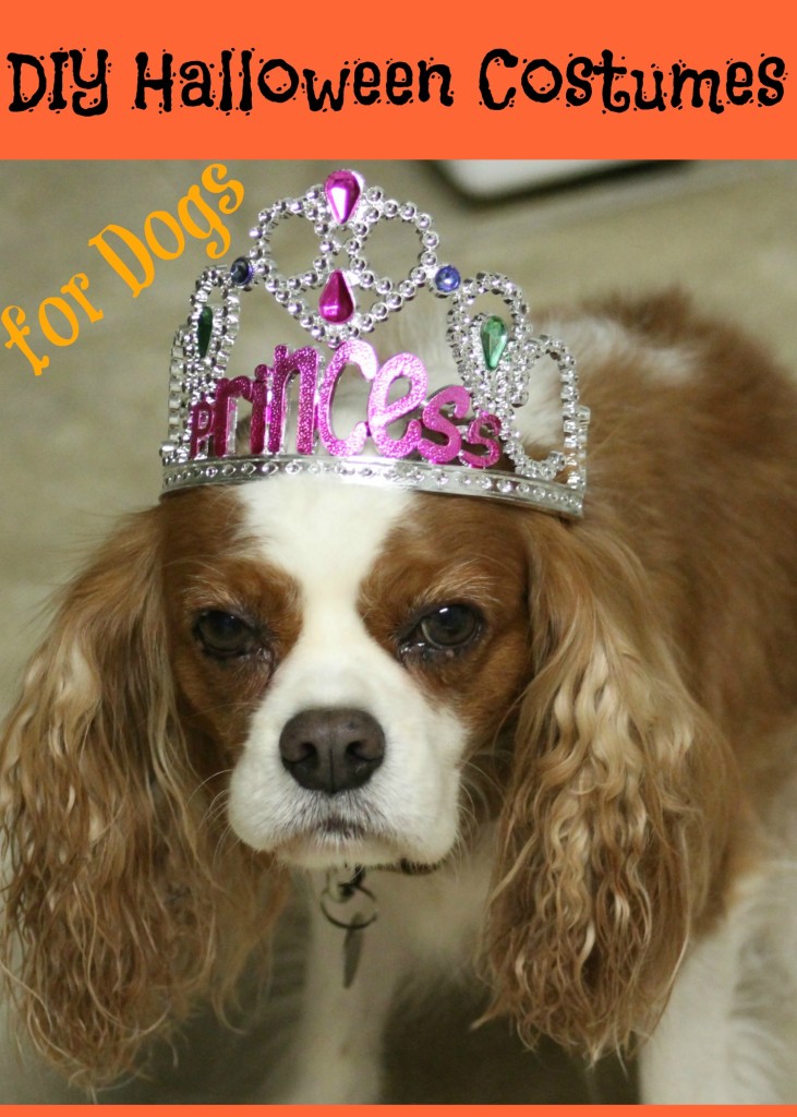 5 DIY Halloween Costumes for Dogs