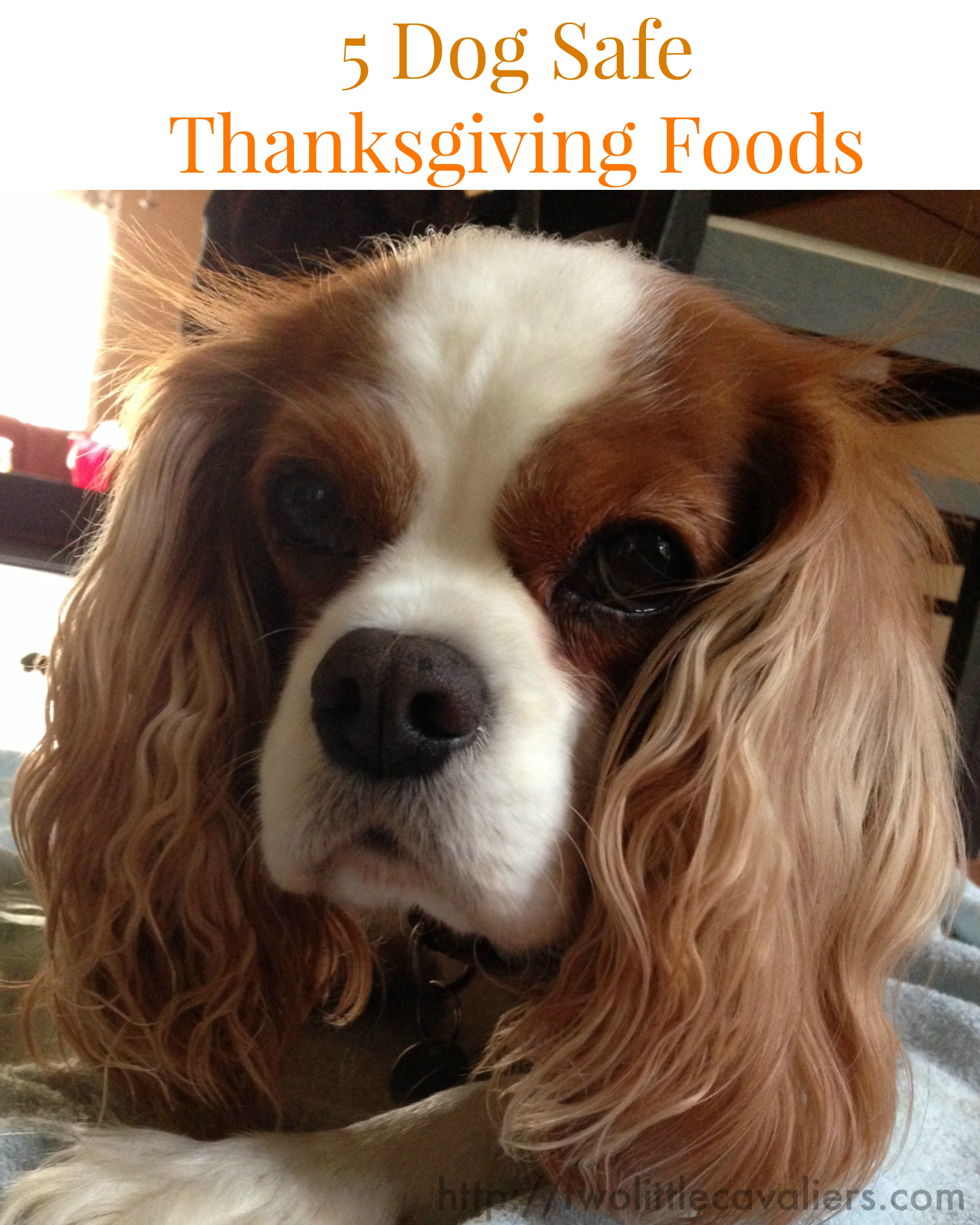 dog safe thanksgiving food