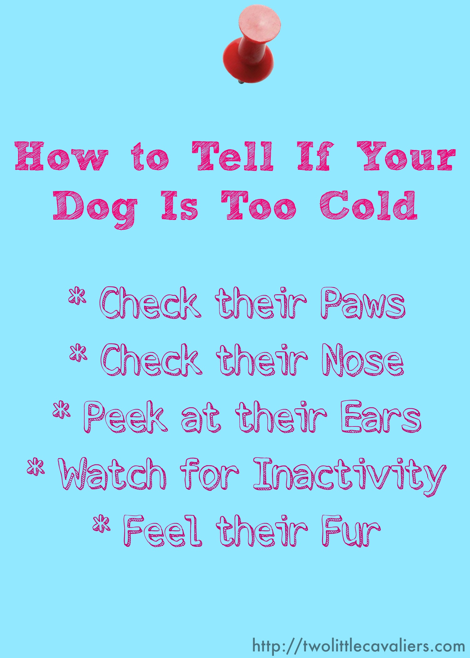 how can you tell if your dog is too cold