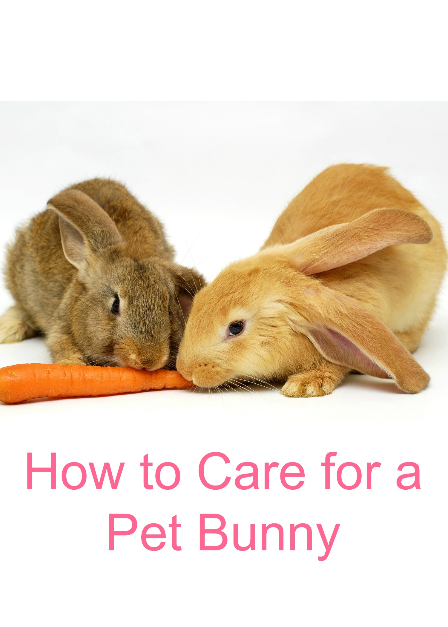 How to Care for a Pet Bunny - Two Little Cavaliers