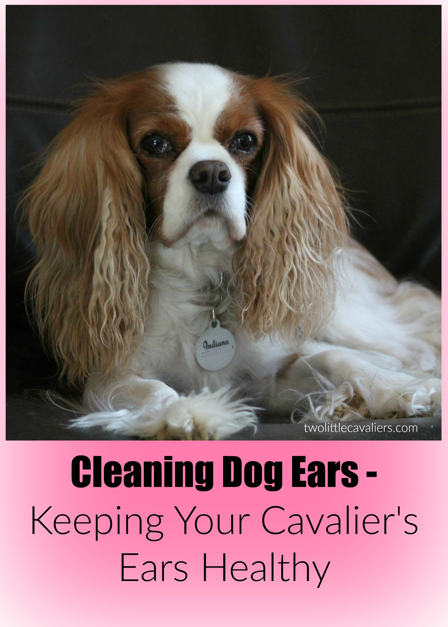 Cleaning Dog Ears Keeping Your Cavalier's Ears Healthy Two Little