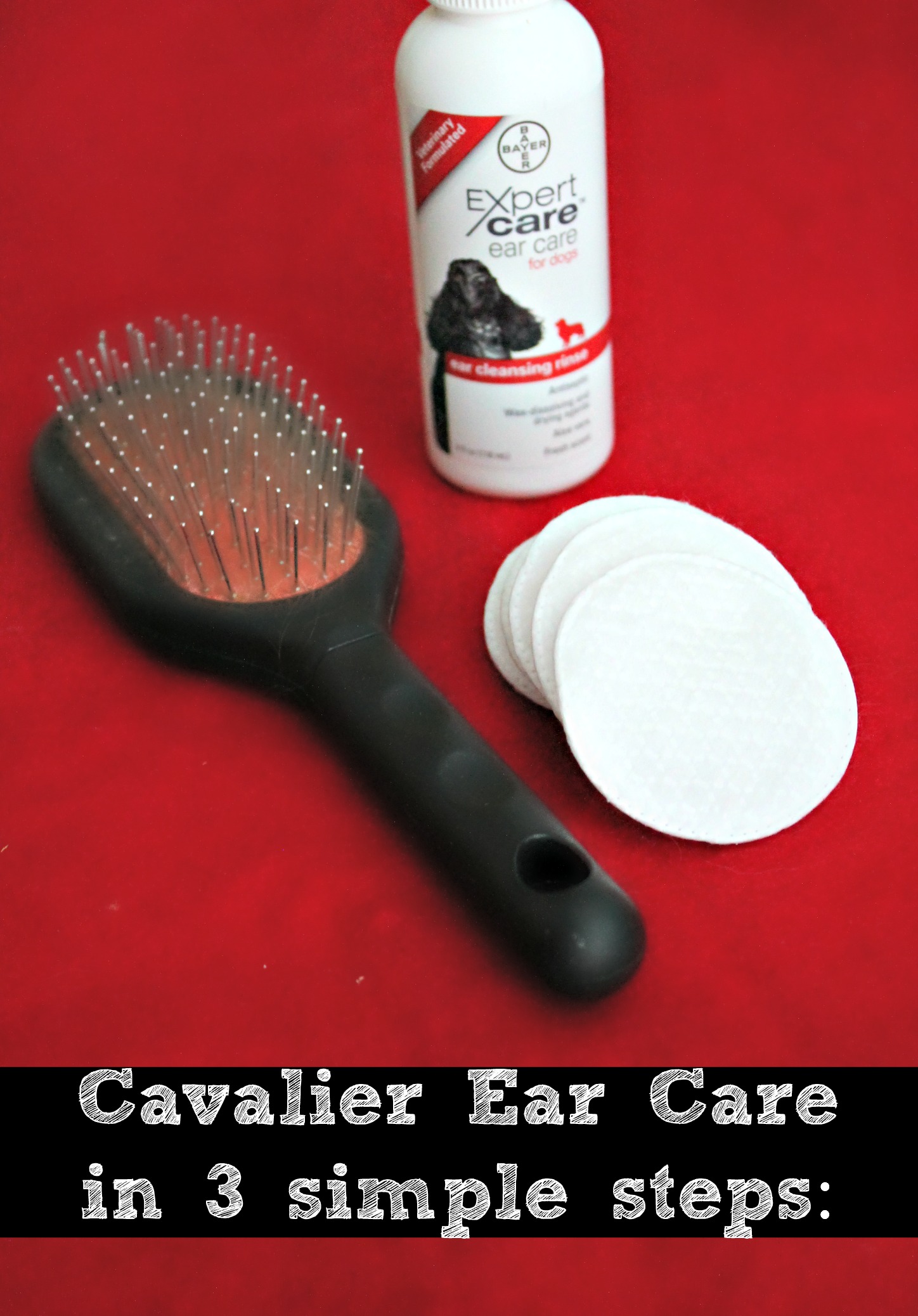 Cavaliers Need Ear Care Inside & Out BayerExpertCare