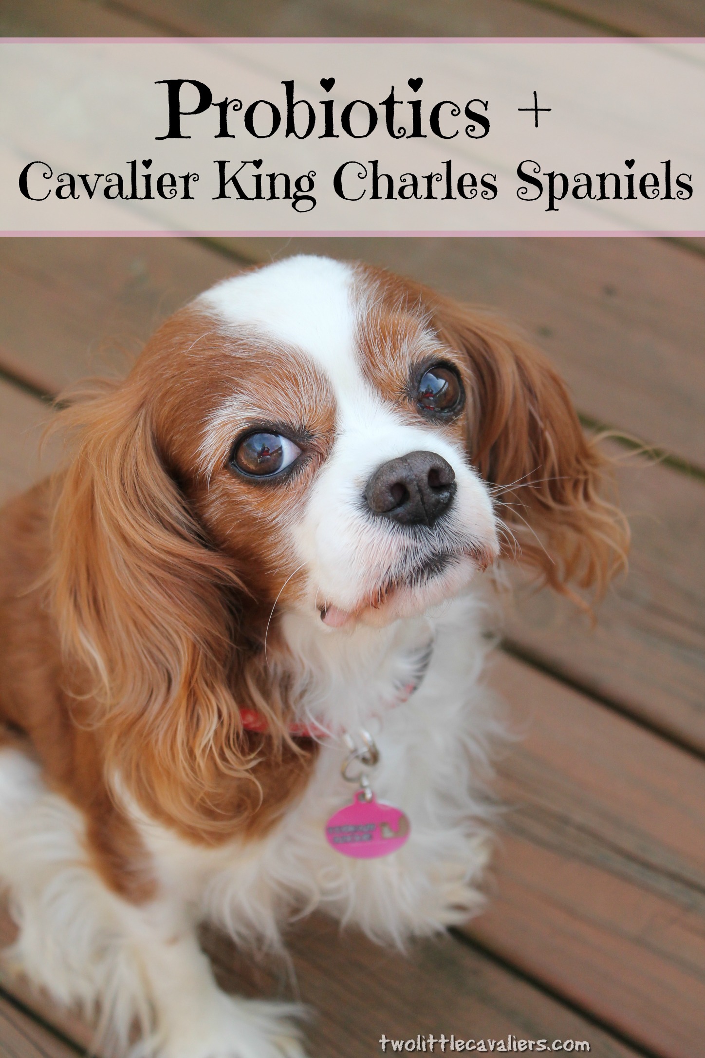 Probiotics + Cavalier King Charles Spaniels BayerExpertCare Two